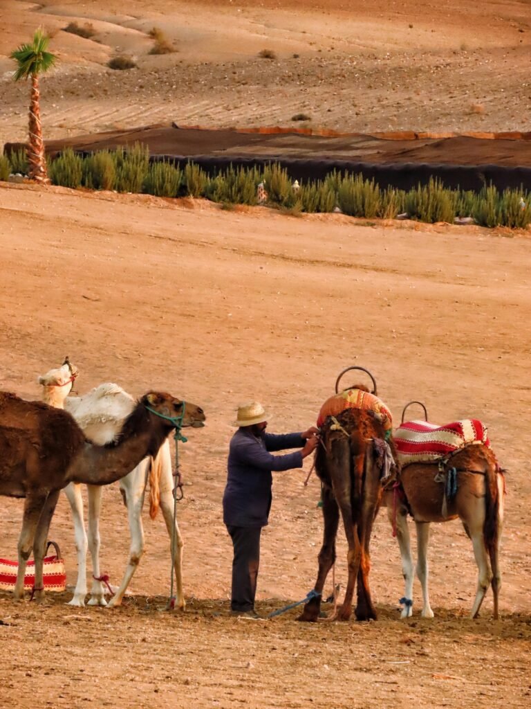 A group of camels with a person tending in a sandy desert oasis with palm trees.