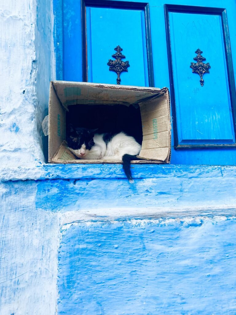 A cat relaxes in a cardboard box nestled against the vibrant blue walls of Chefchaouen, Morocco.