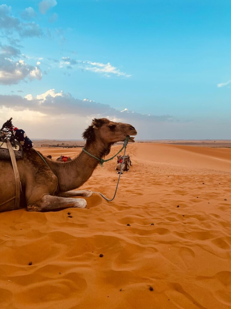 A camel rests on golden desert sands under a clear blue sky, embodying tranquil desert life.