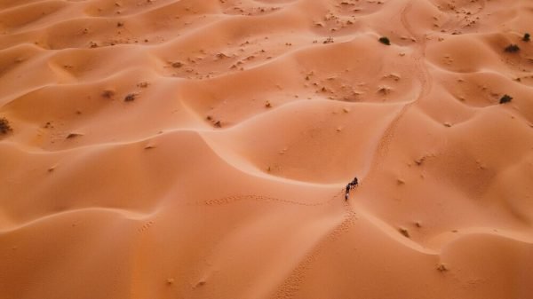 Moroccan desert caravan crossing the golden dunes of the Sahara at sunset