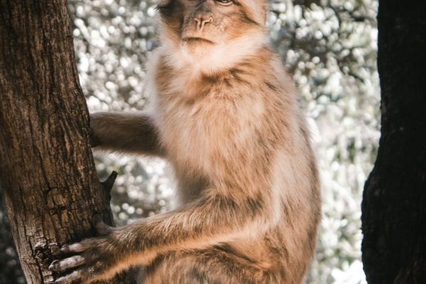 A Barbary macaque in the cedar forests of the Middle Atlas Mountains, Morocco