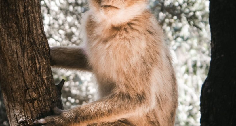 A Barbary macaque in the cedar forests of the Middle Atlas Mountains, Morocco
