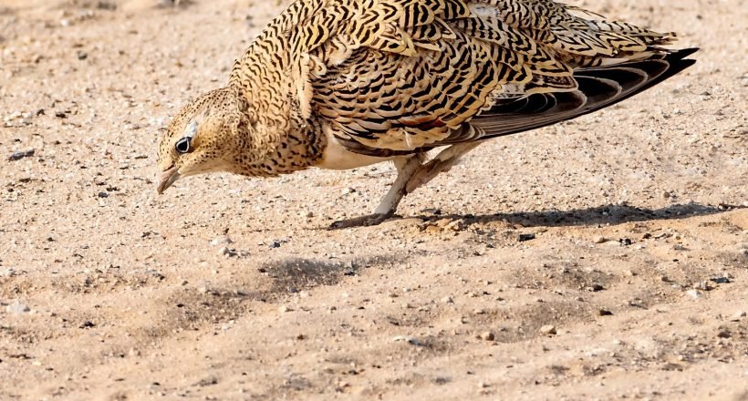 A black-bellied sandgrouse on desert sand, one of the specialist species seen on the Morocco birdwatching circuit