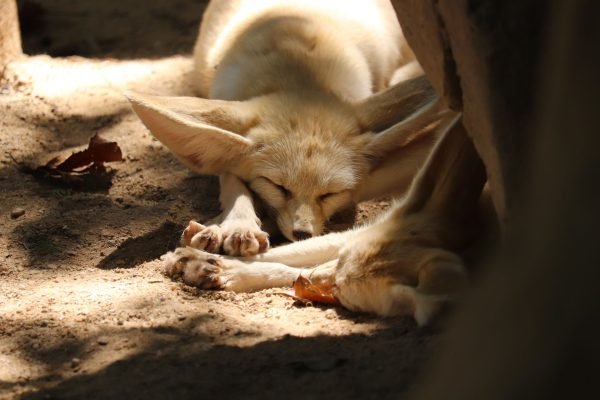 Fennec foxes, a Sahara wildlife photography highlight in Morocco
