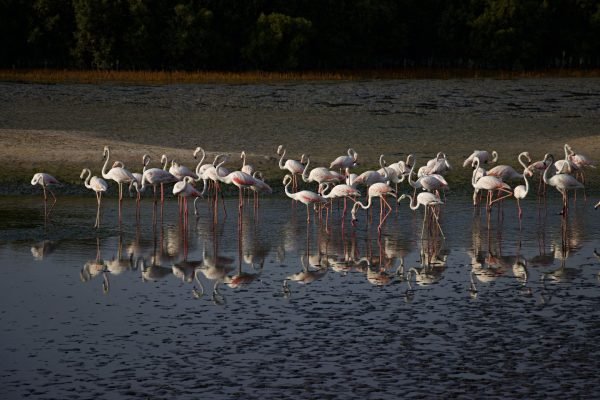 Flamingos wading in a Moroccan coastal wetland, a highlight of Morocco birdwatching tours