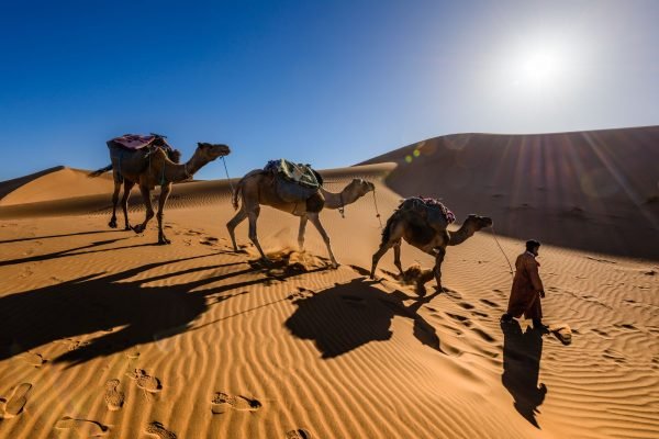A guide leading a loaded camel caravan across the Sahara dunes near Merzouga on a walking expedition
